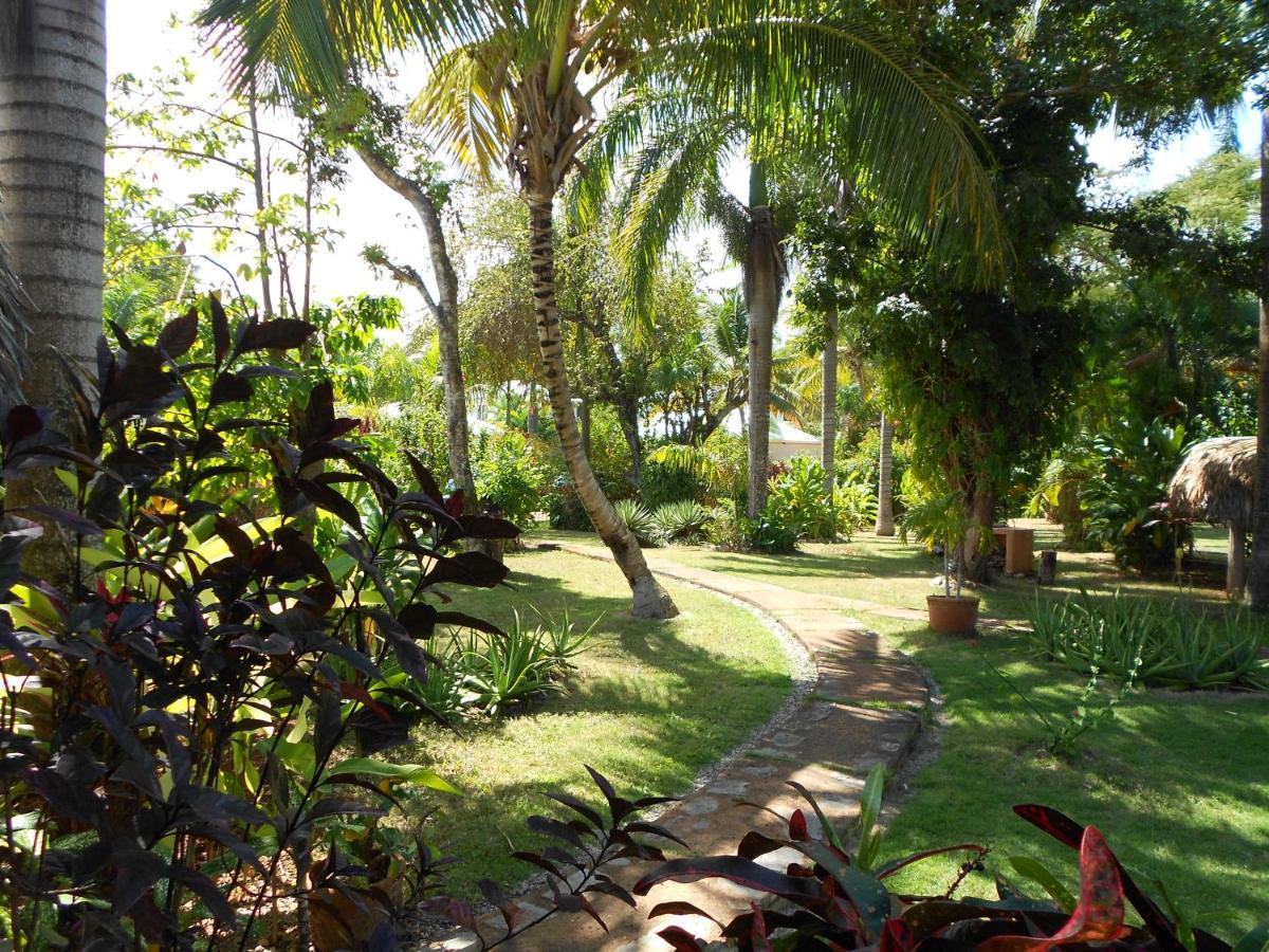 Palm-Covered House In The Tropical -Casa Oli Las Galeras Ngoại thất bức ảnh